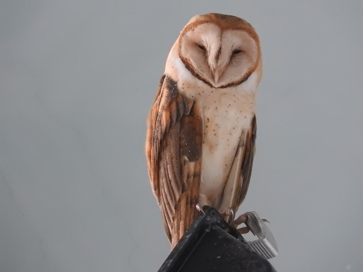 Barn Owl - Mauricio Puerres
