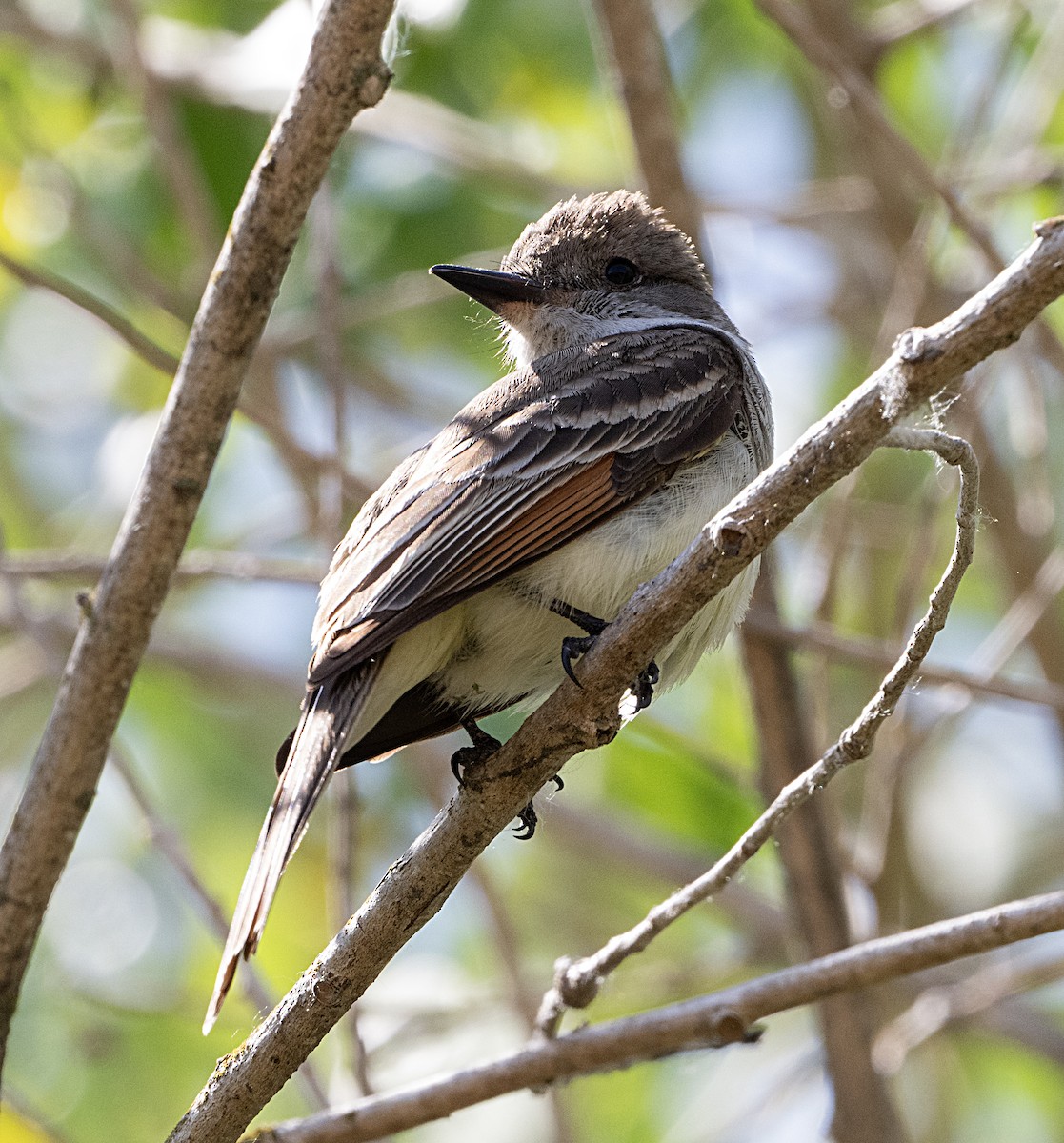 Ash-throated Flycatcher - Terry  Hurst