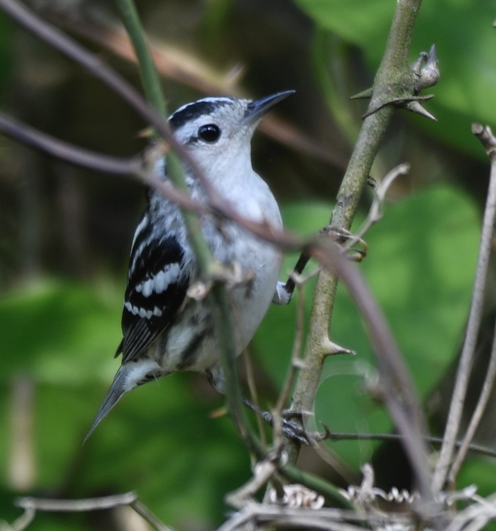 Black-and-white Warbler - ML619093560