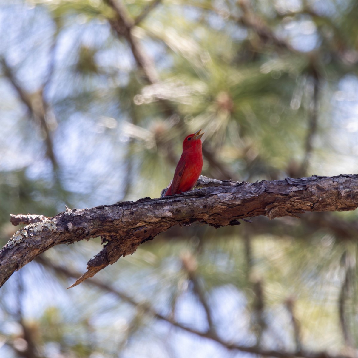 Summer Tanager - ML619093563
