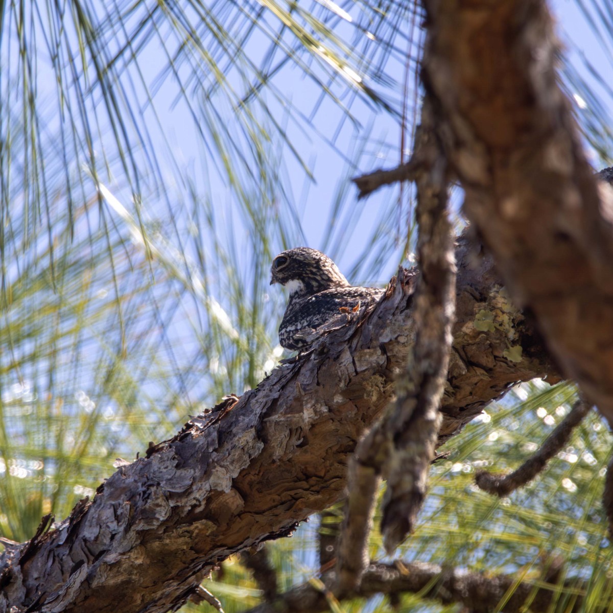 Common Nighthawk - ML619093569