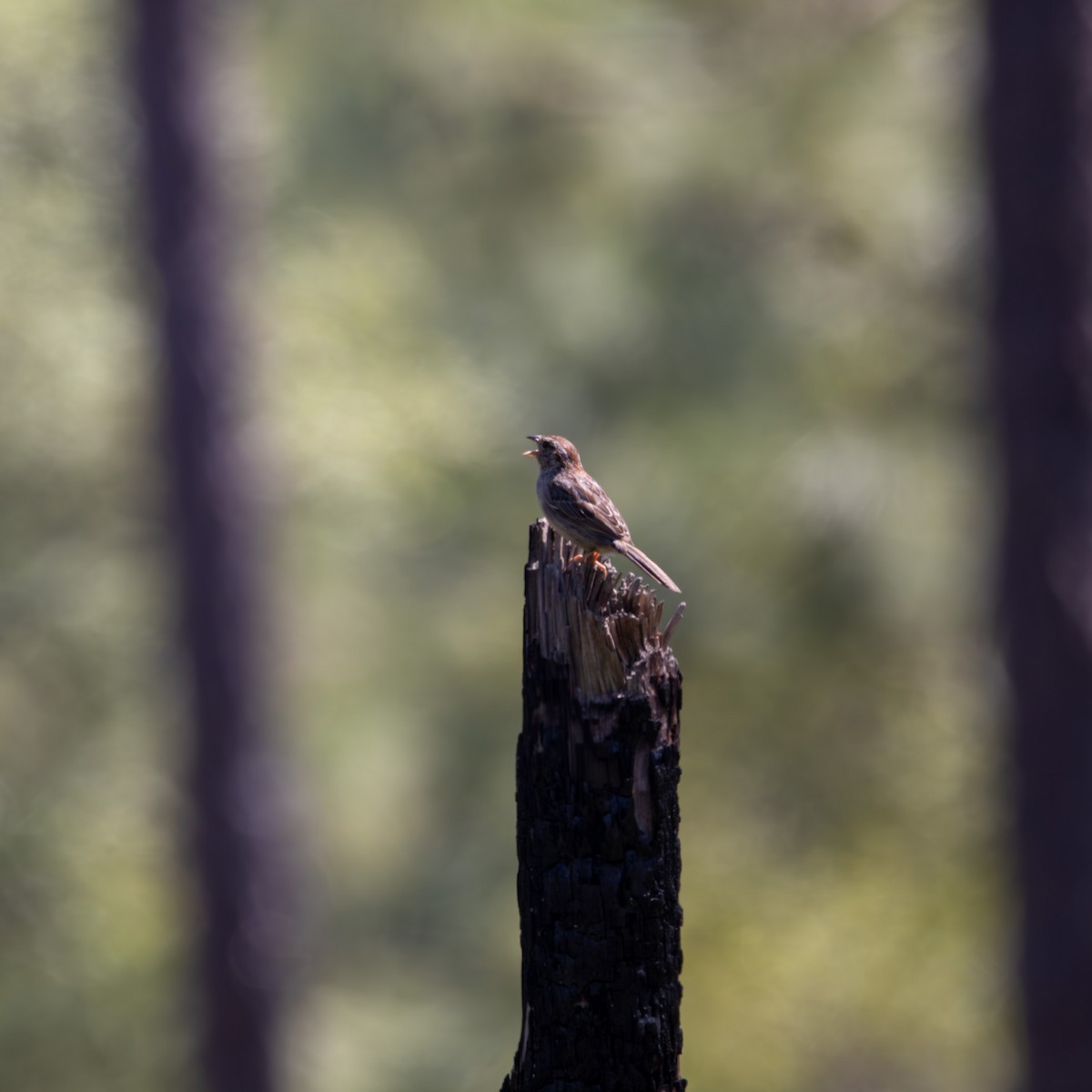 Bachman's Sparrow - ML619093583
