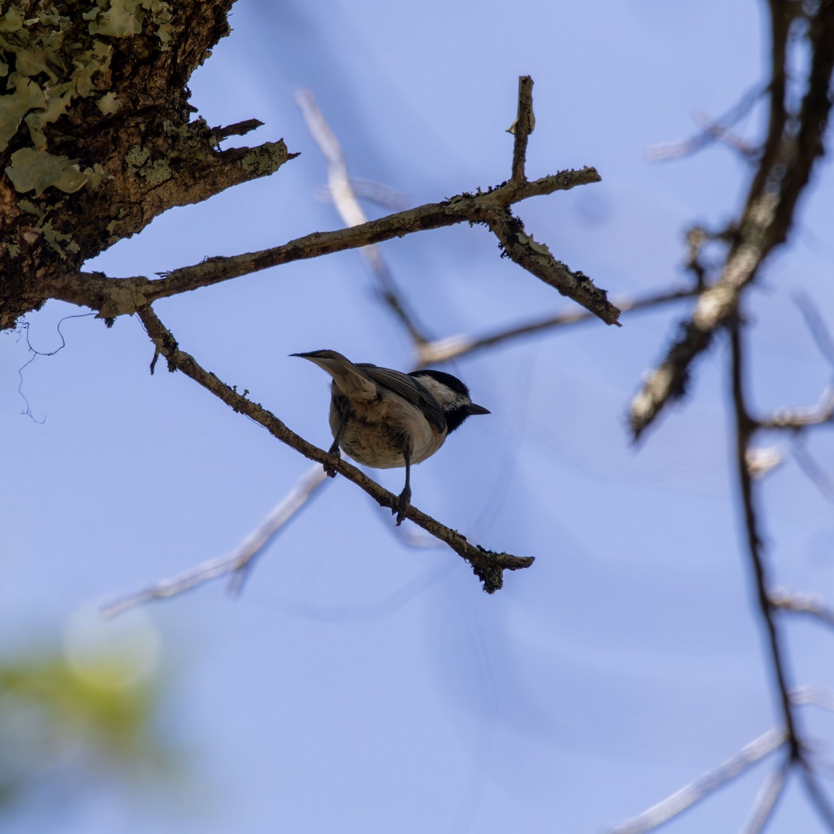 Carolina Chickadee - ML619093587