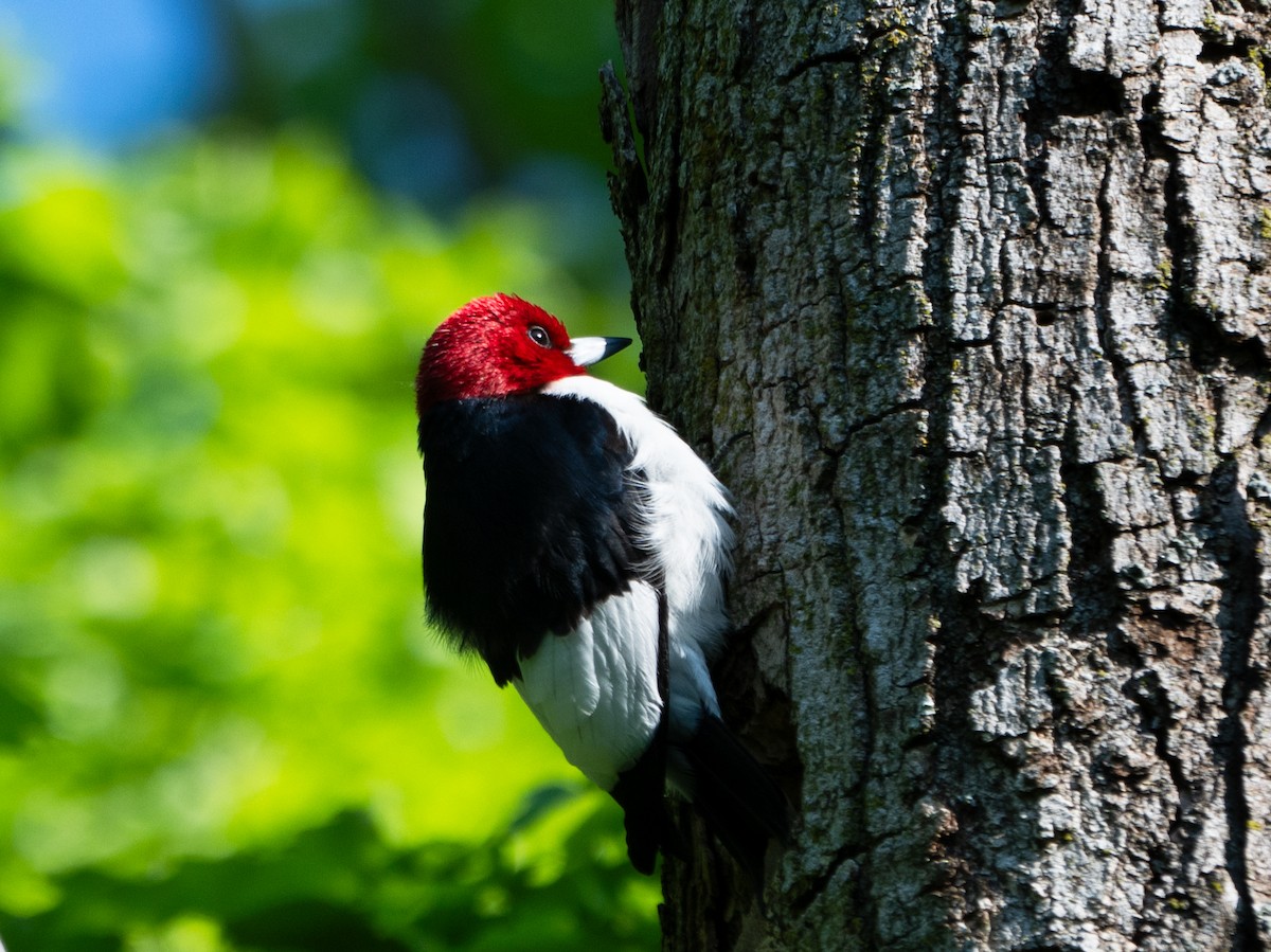 Red-headed Woodpecker - Stephen Hurst