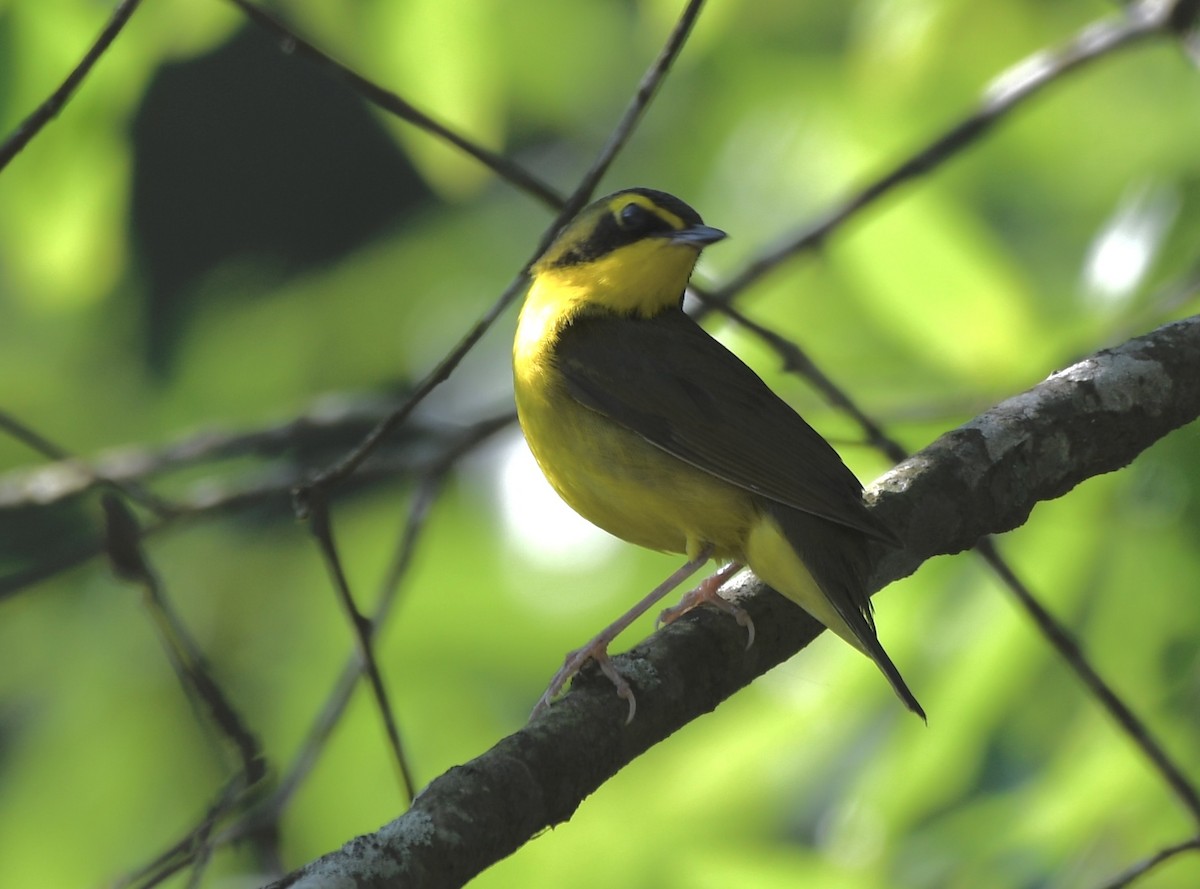 Kentucky Warbler - Cyndy Hardaker