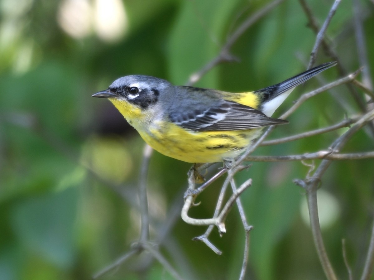 Magnolia Warbler - ML619093612