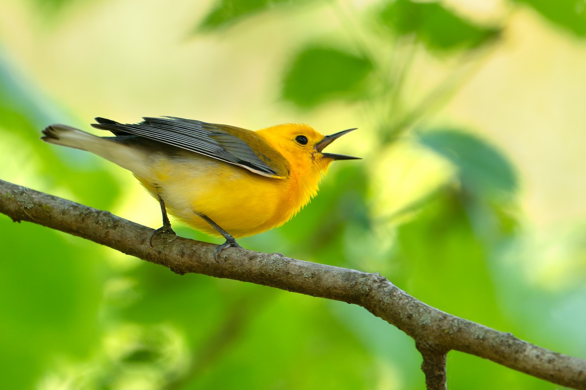 Prothonotary Warbler - ML619093621