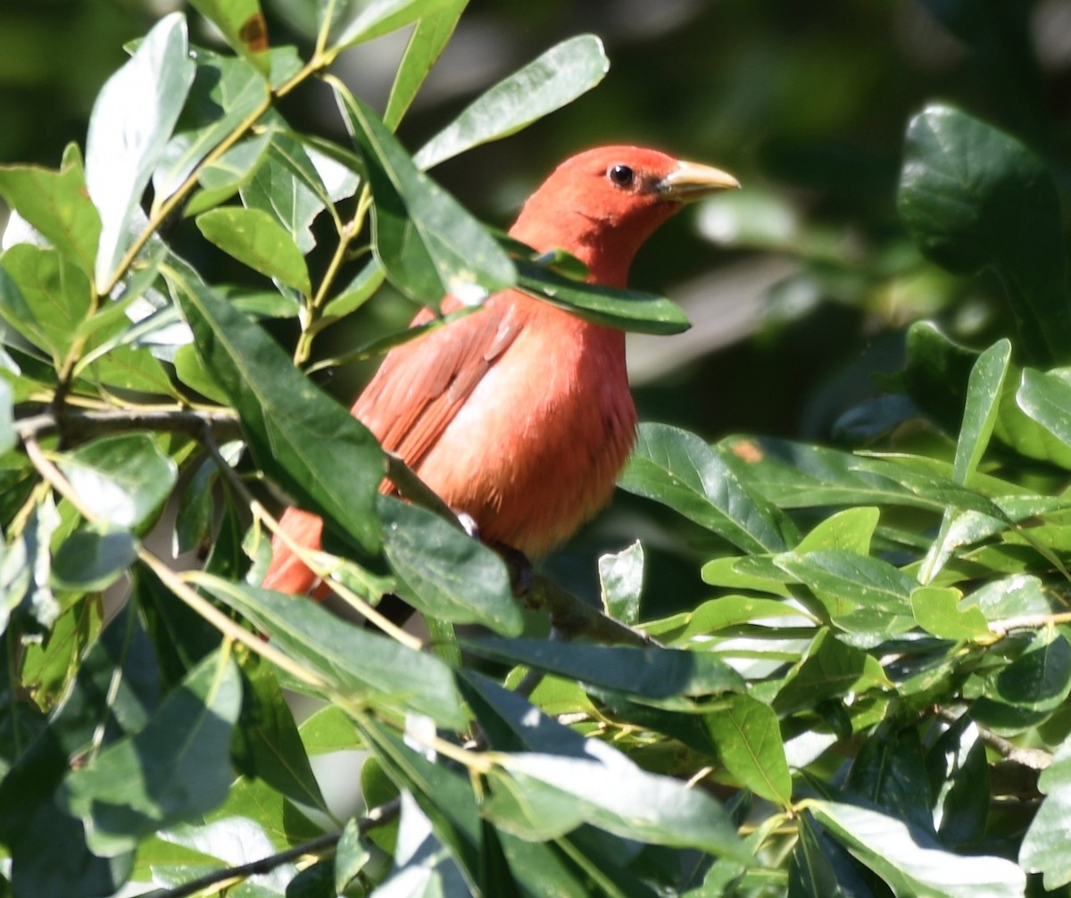 Summer Tanager - Cyndy Hardaker