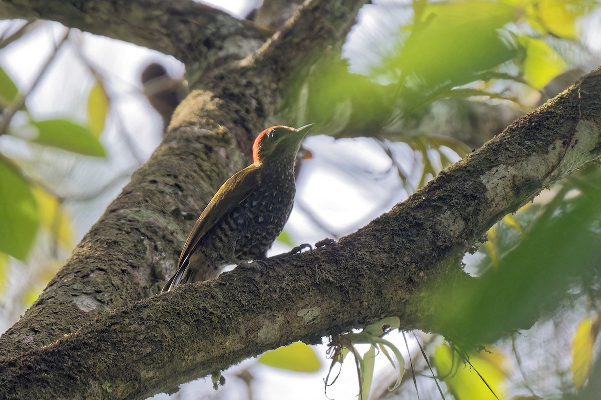 Stripe-cheeked Woodpecker - Zbigniew Wnuk