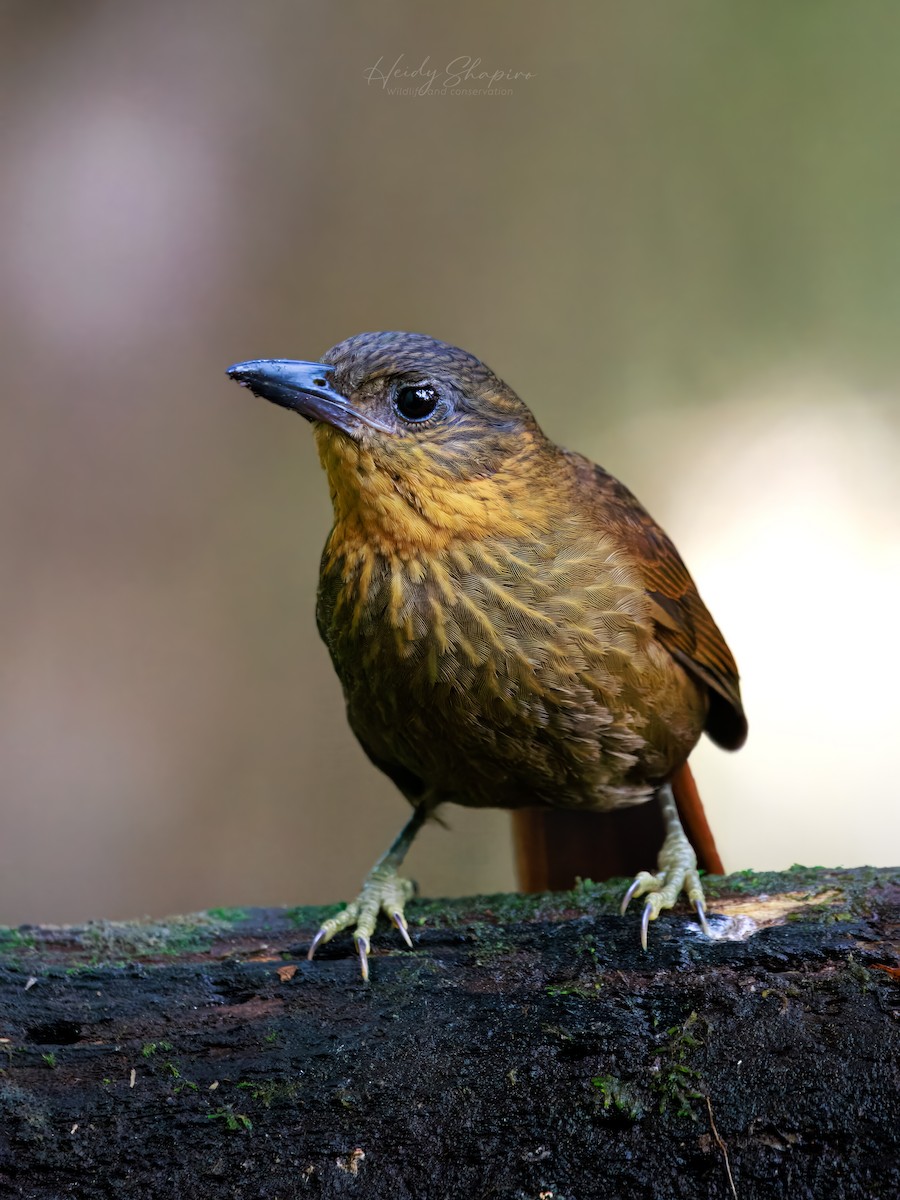 Streak-breasted Treehunter - Heidy Camargo