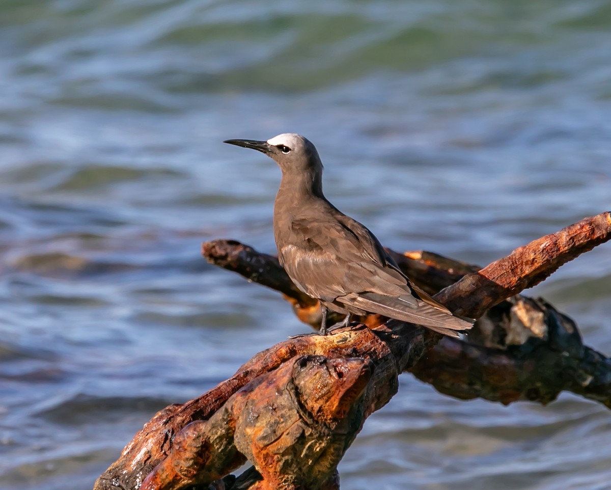 Brown Noddy - Damon Haan