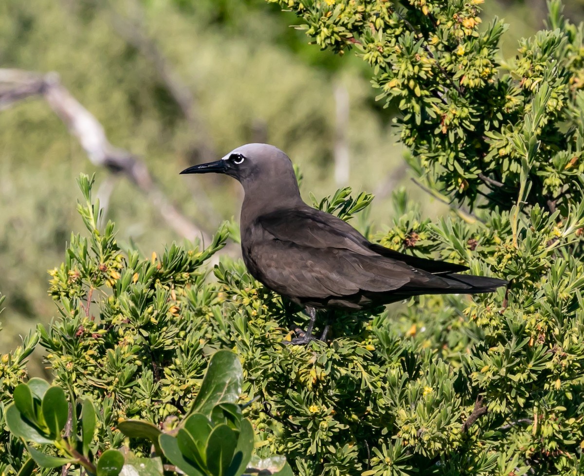 Brown Noddy - Damon Haan