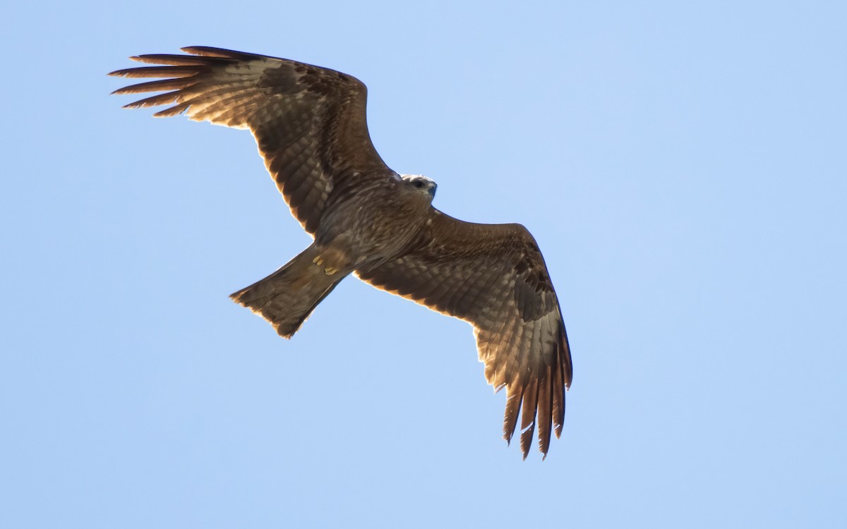 Black Kite - Andrés  Rojas Sánchez