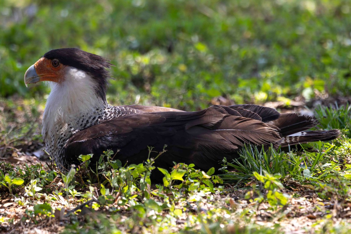 Crested Caracara - ML619093688