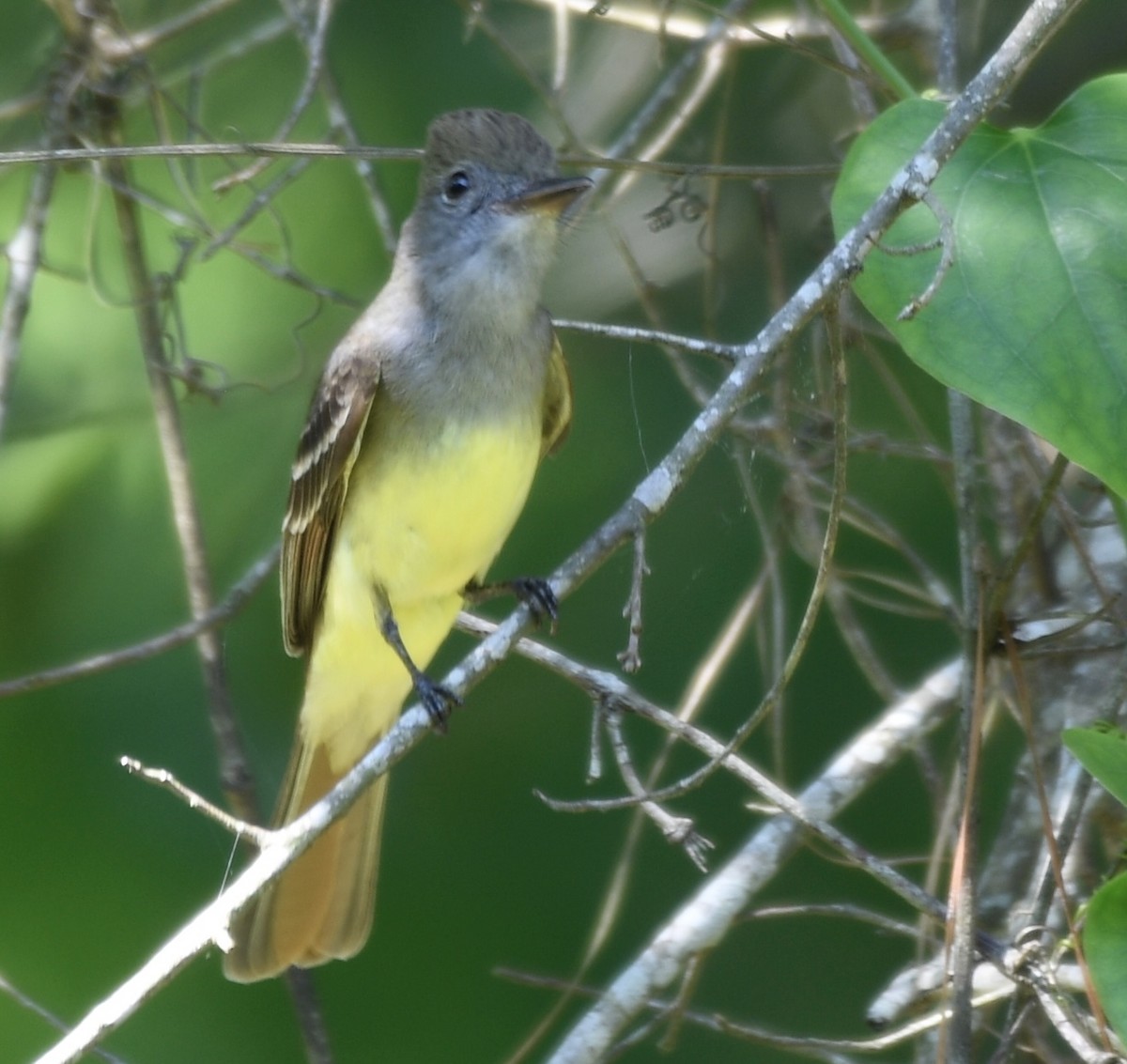 Great Crested Flycatcher - Cyndy Hardaker