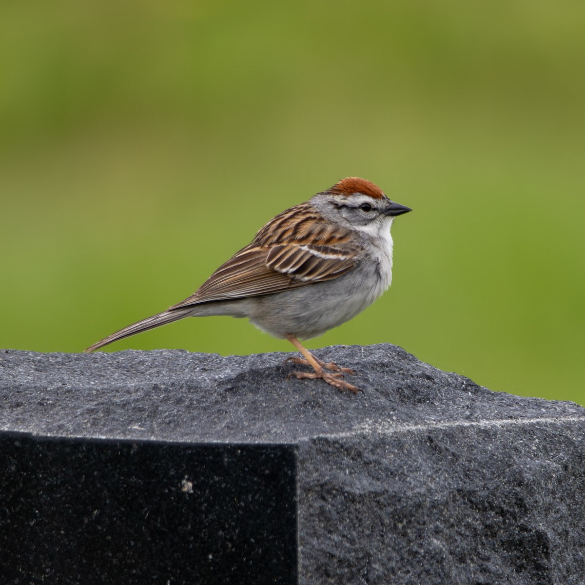 Chipping Sparrow - Dr WD40