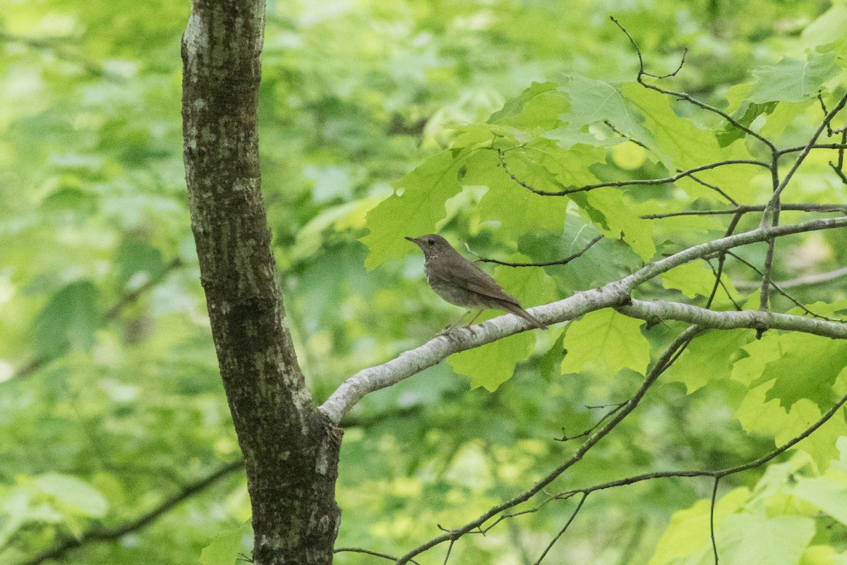 Gray-cheeked Thrush - ML619093740