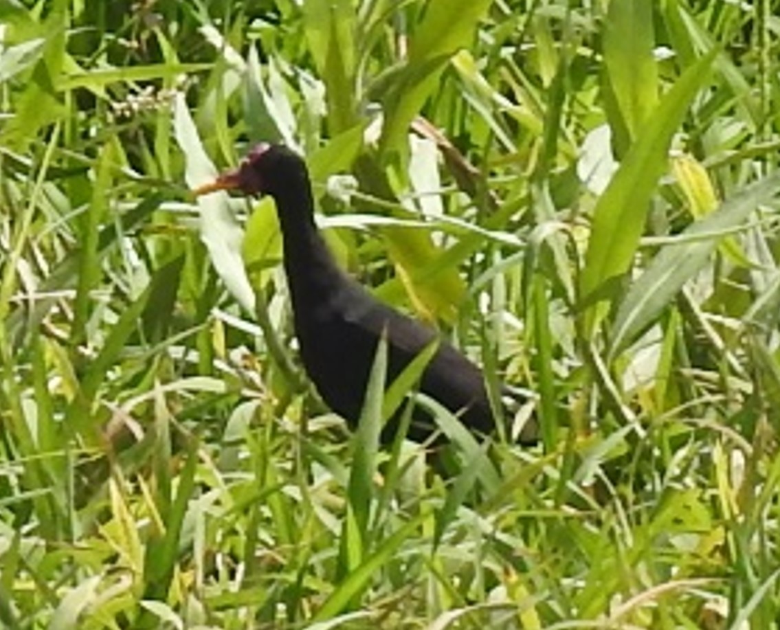 Wattled Jacana - ML619093742