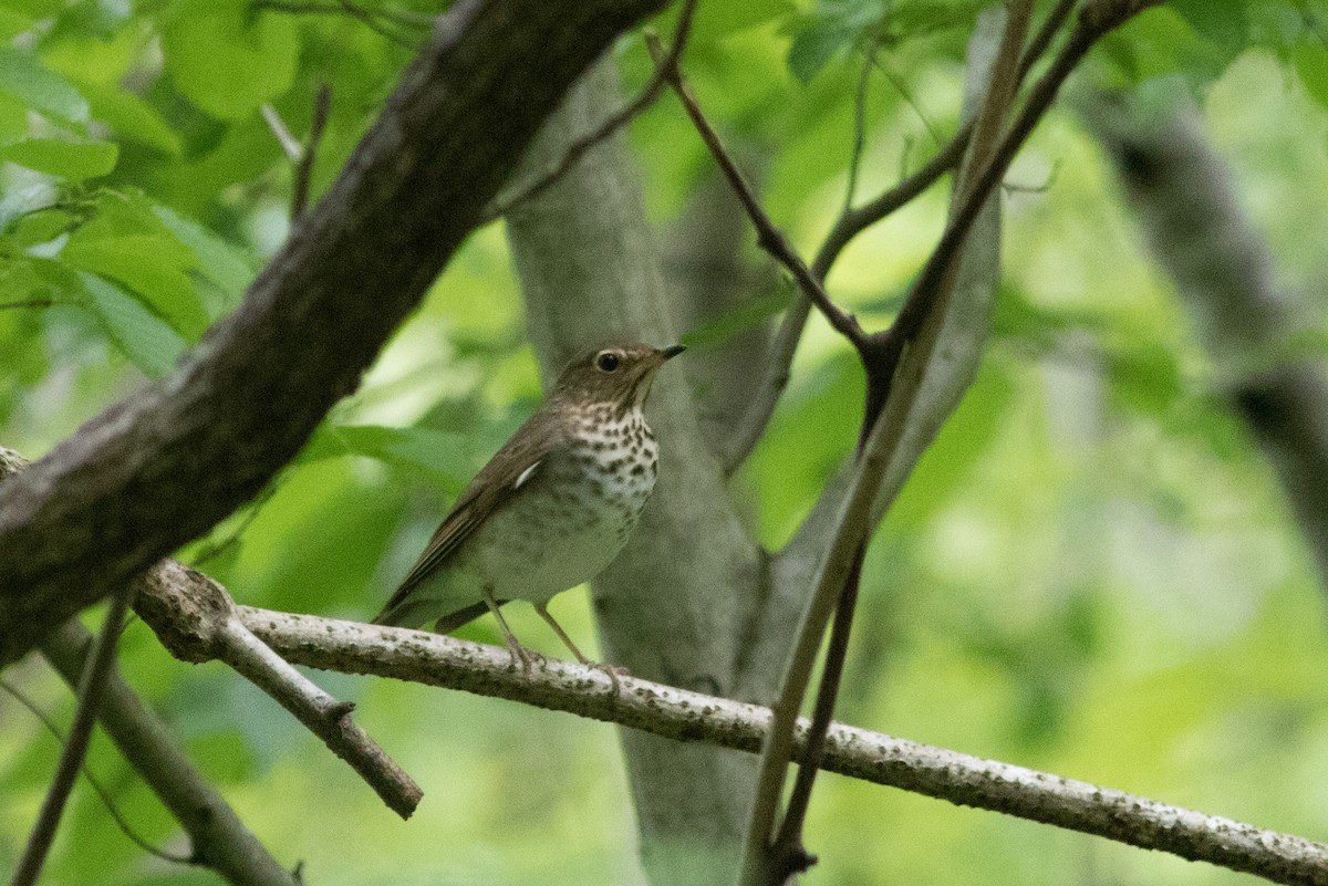 Swainson's Thrush - ML619093746