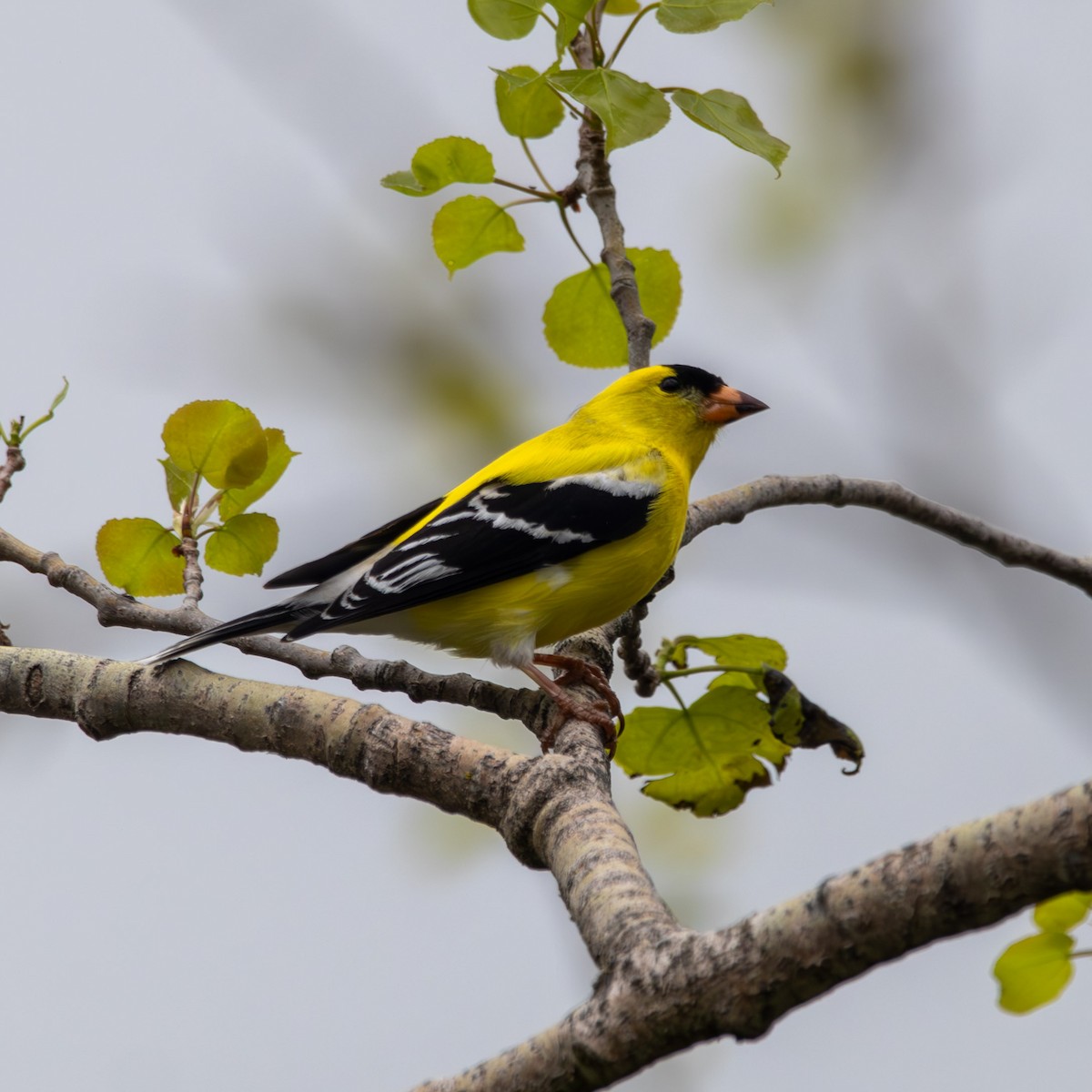 American Goldfinch - ML619093755