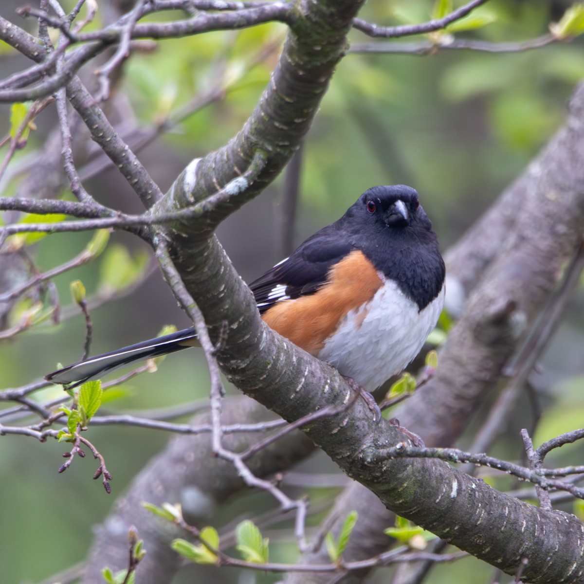 Eastern Towhee - Dr WD40