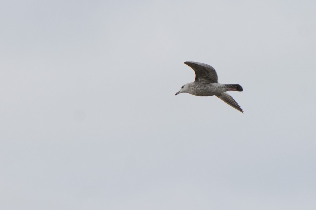 Gaviota Argéntea - ML619093765