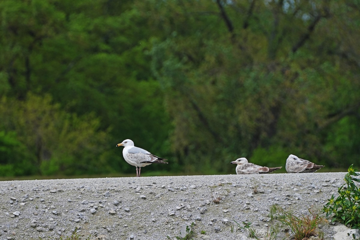 Gaviota Argéntea - ML619093767