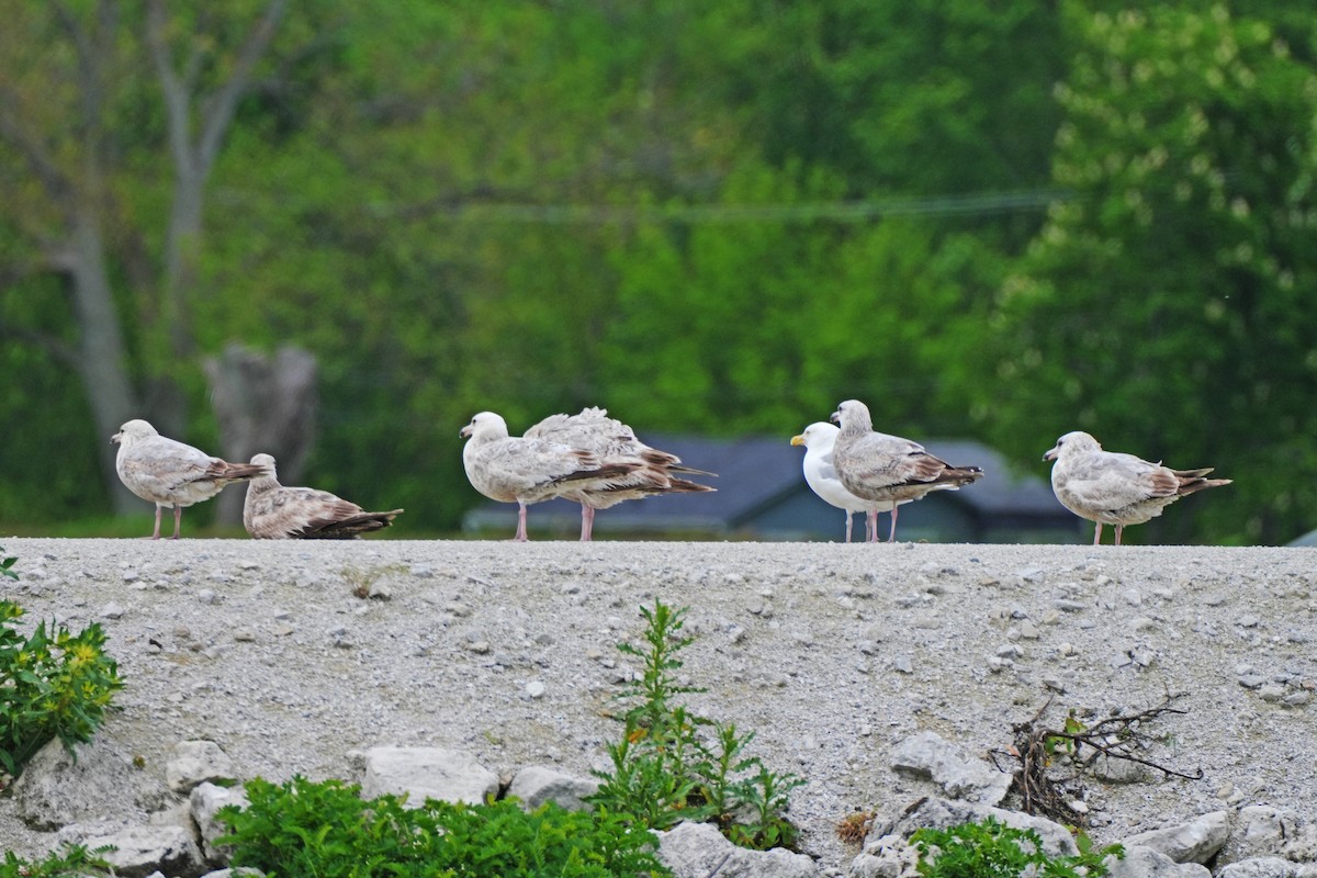 Herring Gull (American) - ML619093769