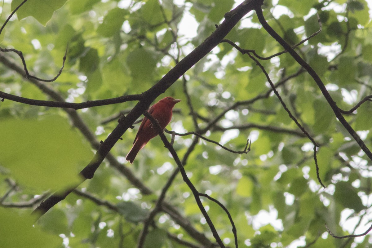 Summer Tanager - ML619093787