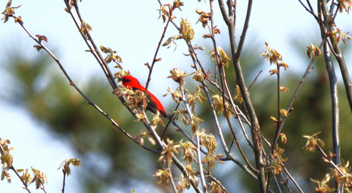 Scarlet Tanager - Francine Goupil