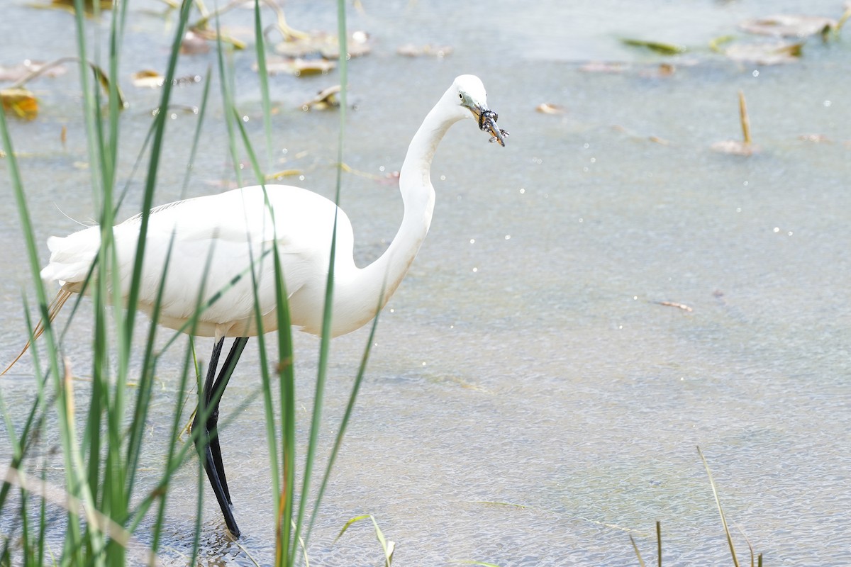 Great Egret - Maneesh Rajvanshi