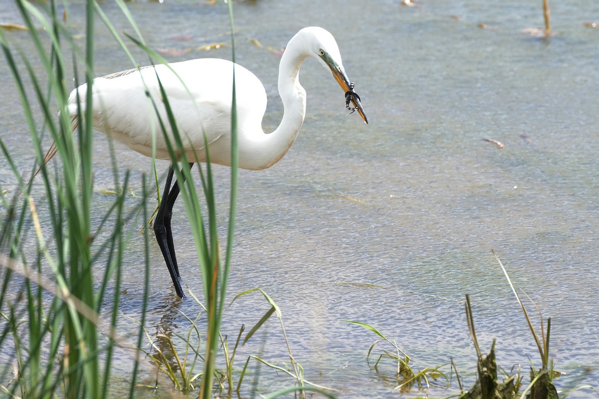 Great Egret - Maneesh Rajvanshi