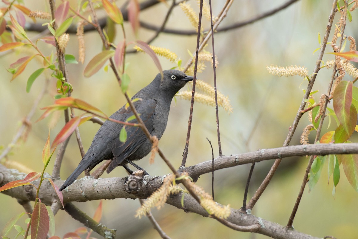 Rusty Blackbird - Cassidy Ficker