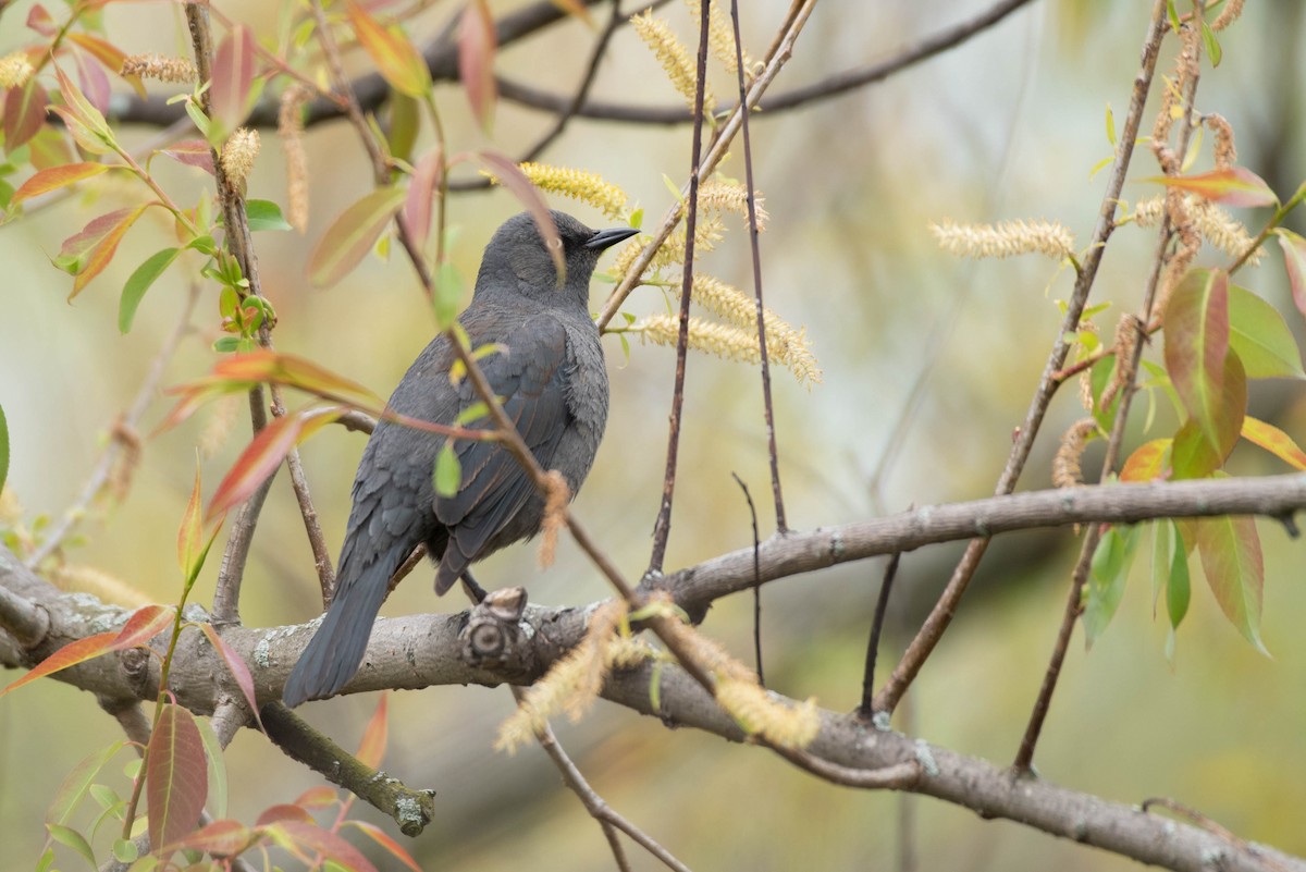 Rusty Blackbird - Cassidy Ficker