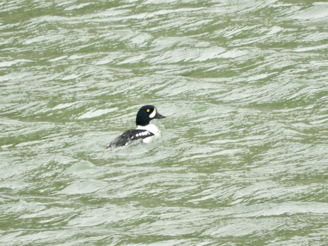 Barrow's Goldeneye - ML619093888