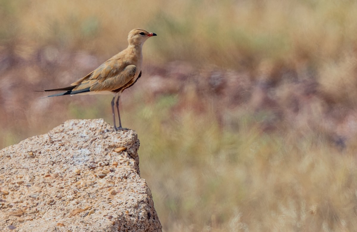 Australian Pratincole - Geoff Dennis