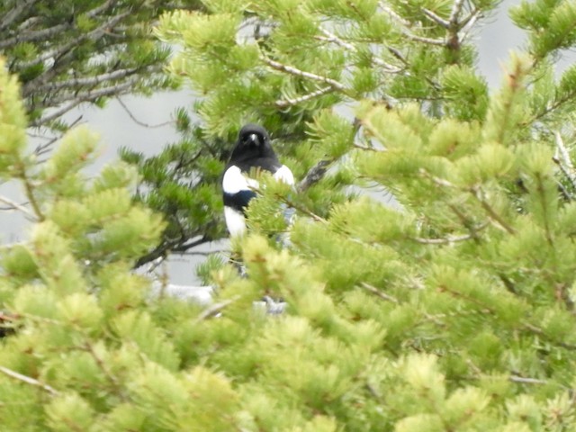 Black-billed Magpie - Mark Yoder