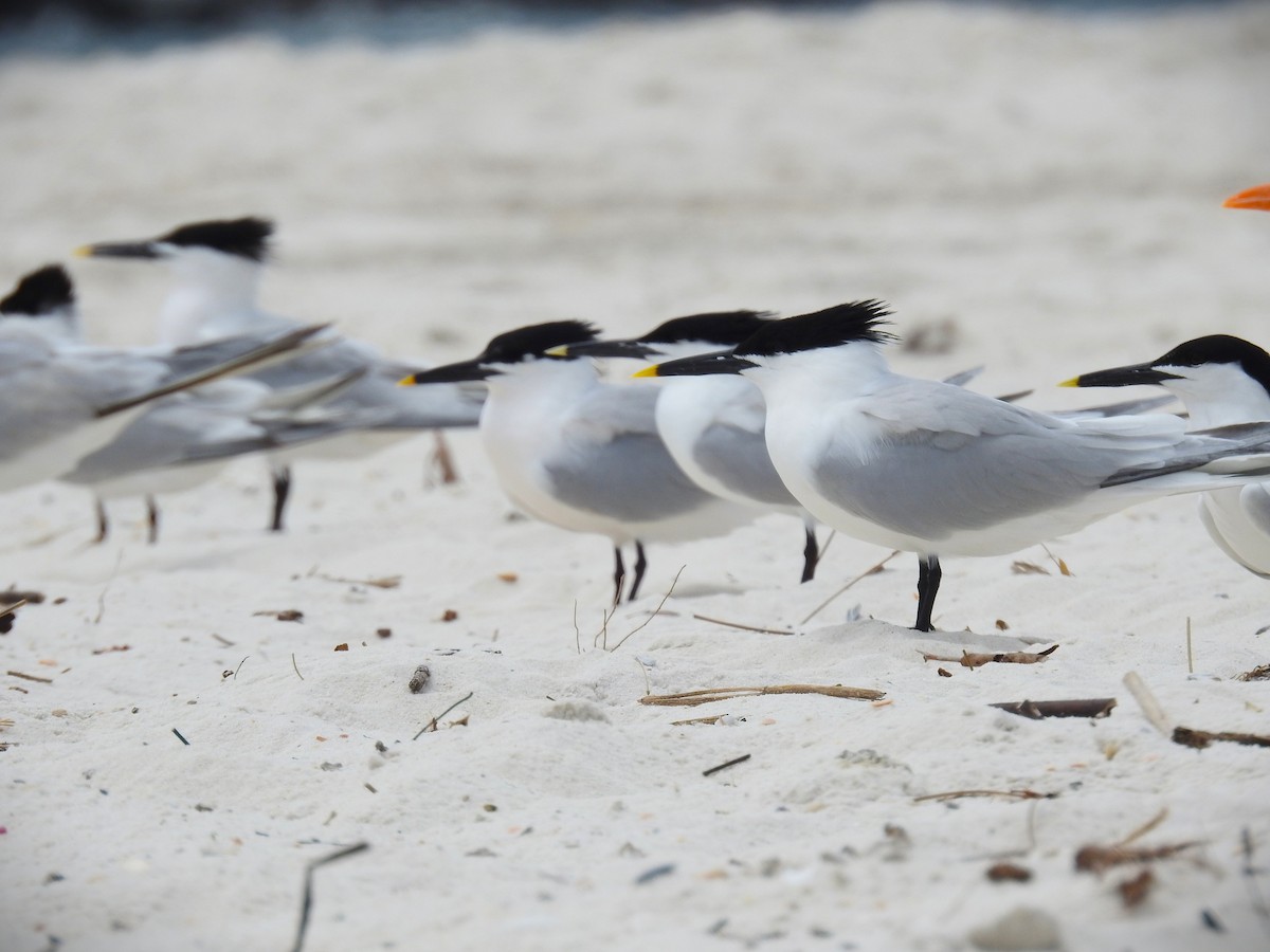 Sandwich Tern (Cabot's) - Caden Williams