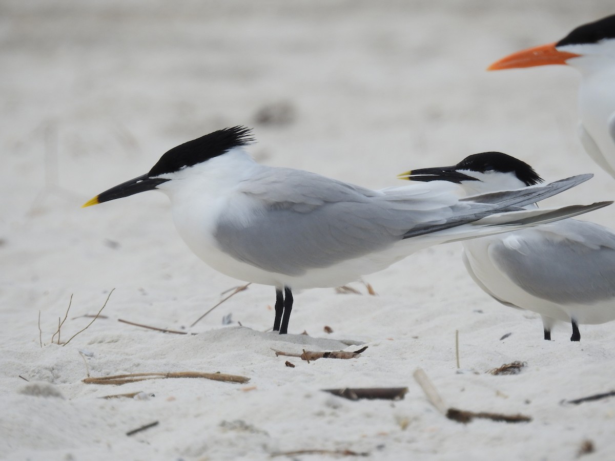 Sandwich Tern (Cabot's) - Caden Williams