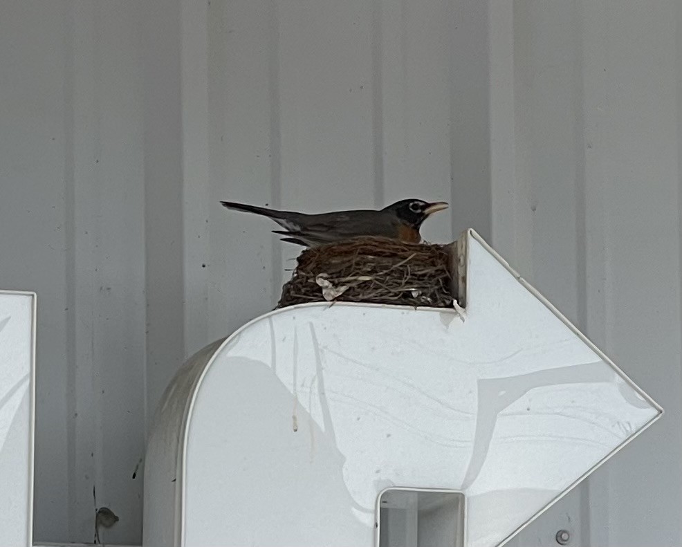 American Robin - ML619093972