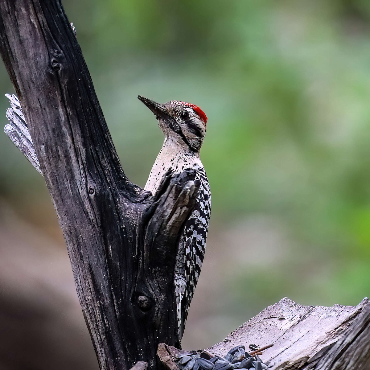 Ladder-backed Woodpecker - Sylvie Nadeau Gneckow