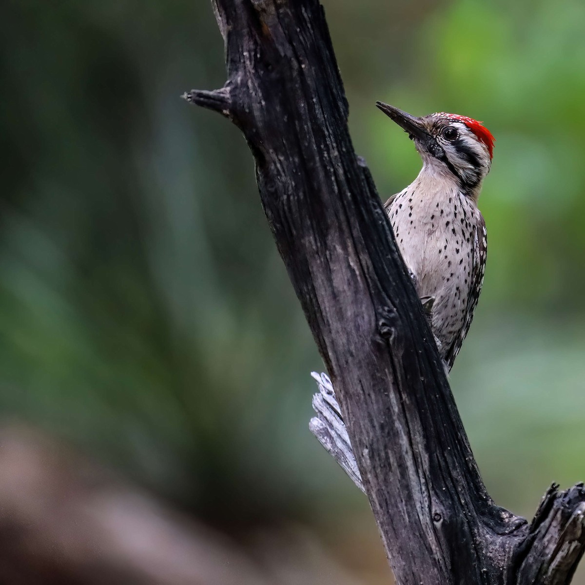 Ladder-backed Woodpecker - ML619093978