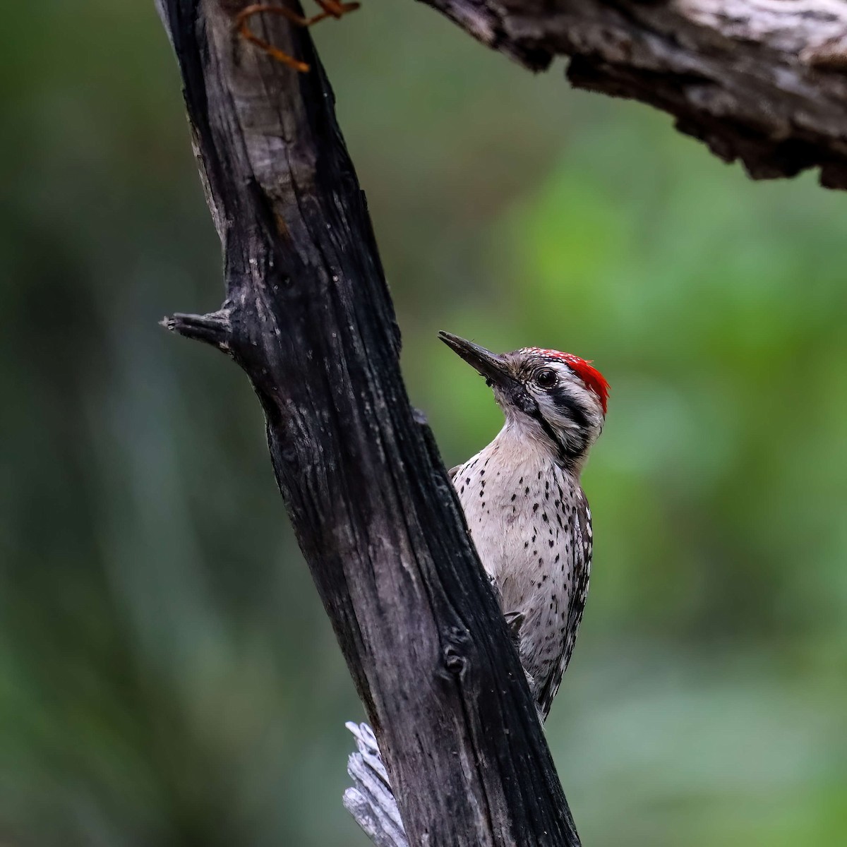 Ladder-backed Woodpecker - ML619093980