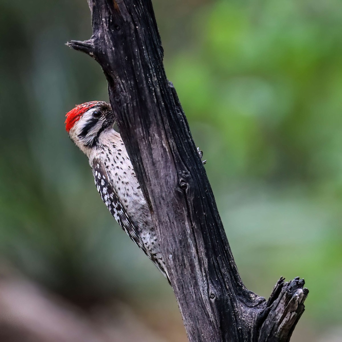 Ladder-backed Woodpecker - Sylvie Nadeau Gneckow