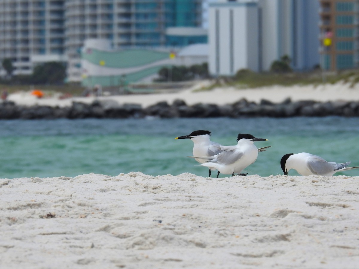 Sandwich Tern (Cabot's) - ML619093993