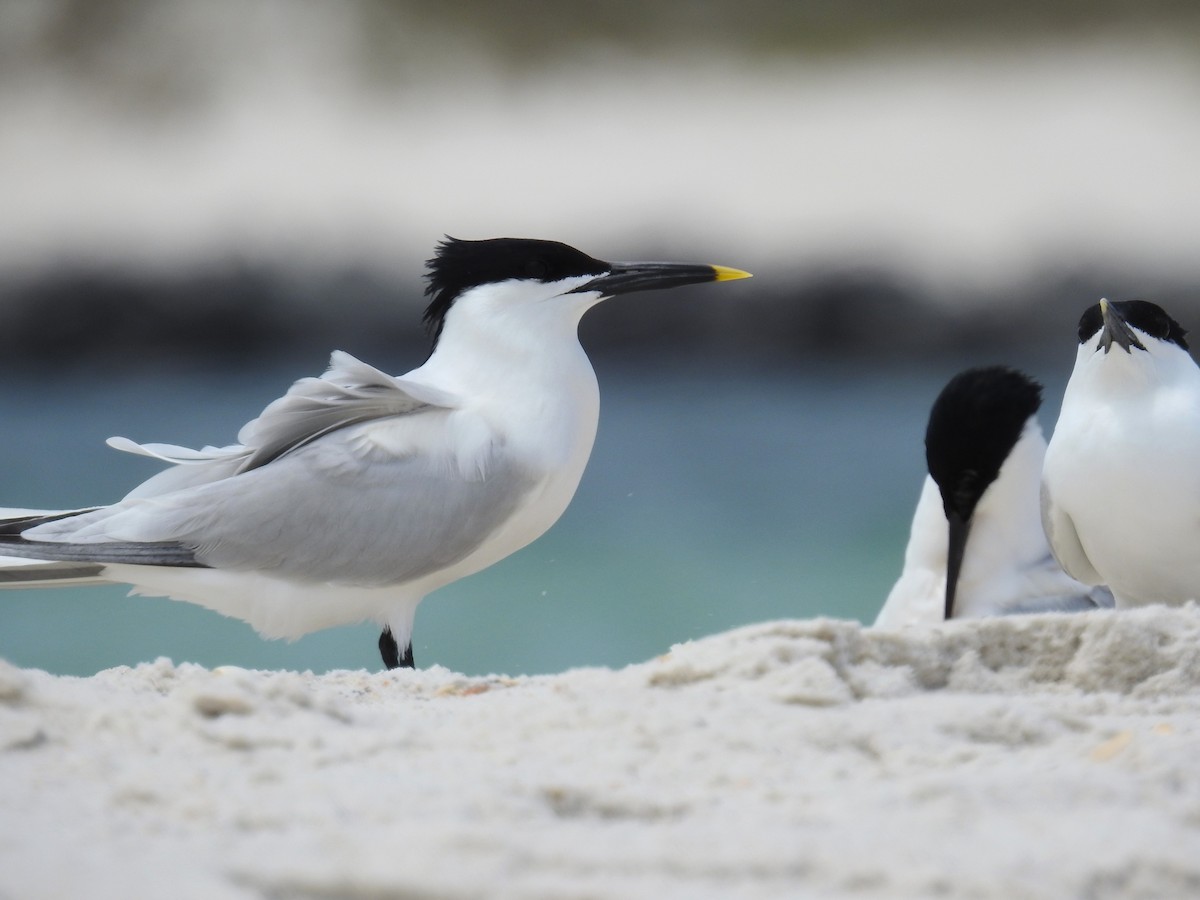 Sandwich Tern (Cabot's) - ML619094015