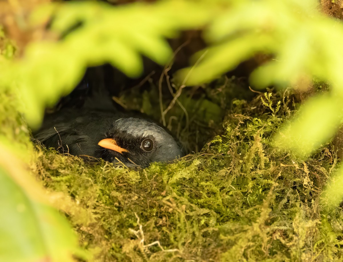 Black-faced Solitaire - Bonnie Graham