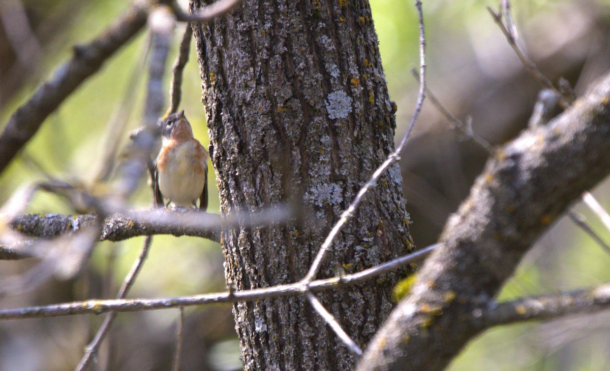 Bay-breasted Warbler - ML619094035