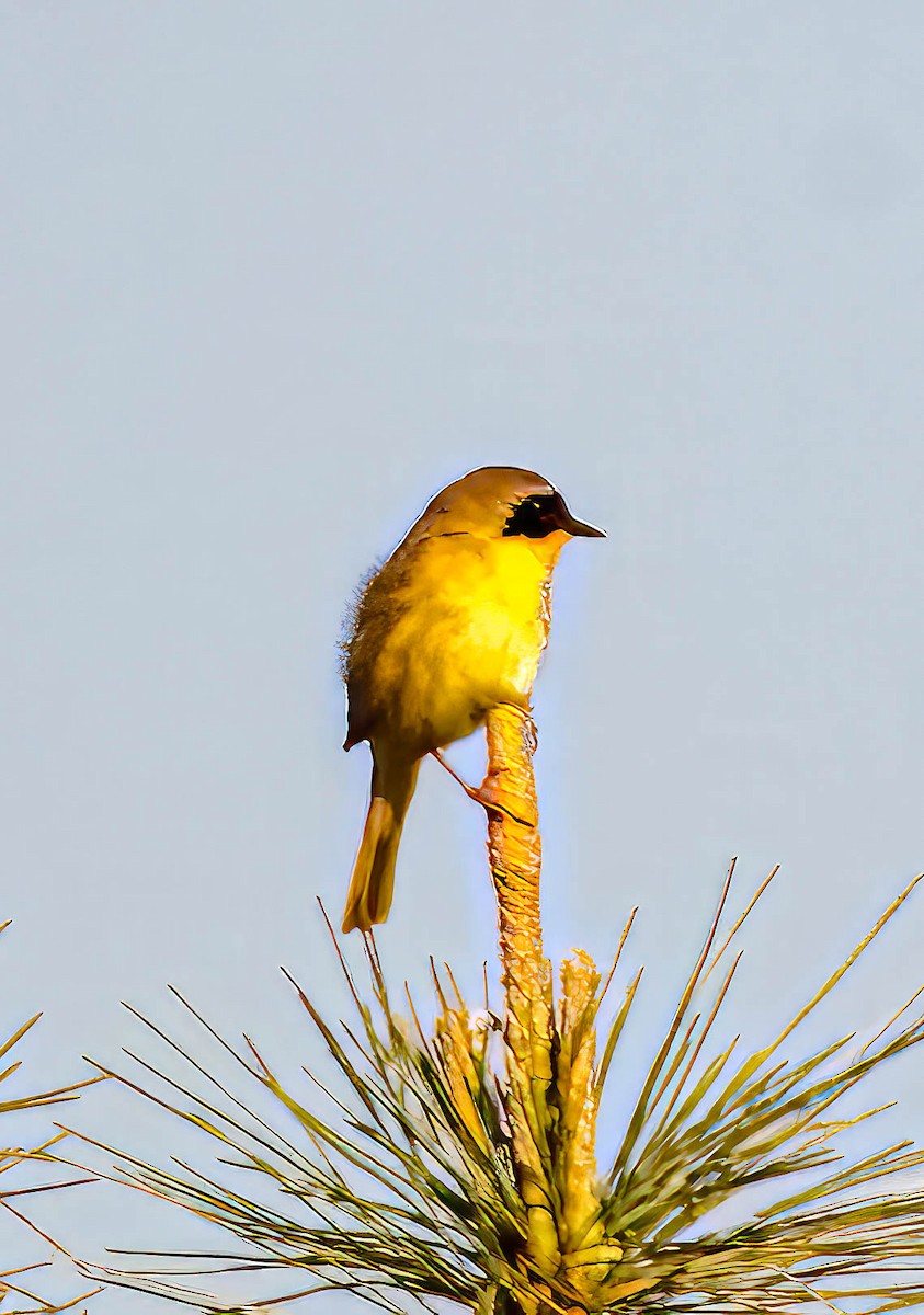 Common Yellowthroat - Mike Birmingham