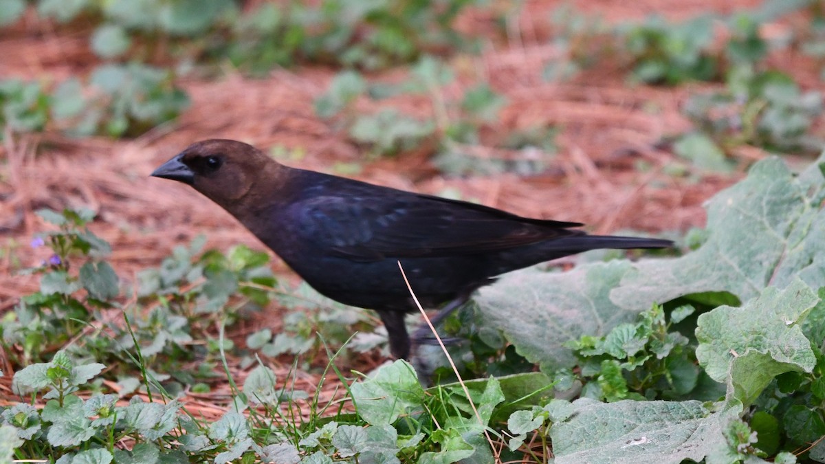 Brown-headed Cowbird - Bob Baker